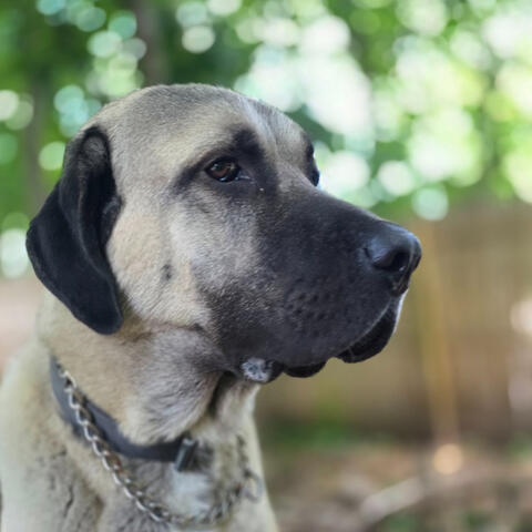 Luis